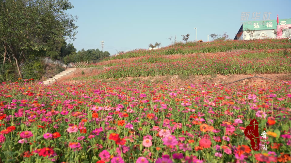 粤有钱 千城百县看中国｜湖南双清：秋风起时菊花香